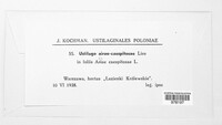 Ustilago airae-caespitosae image